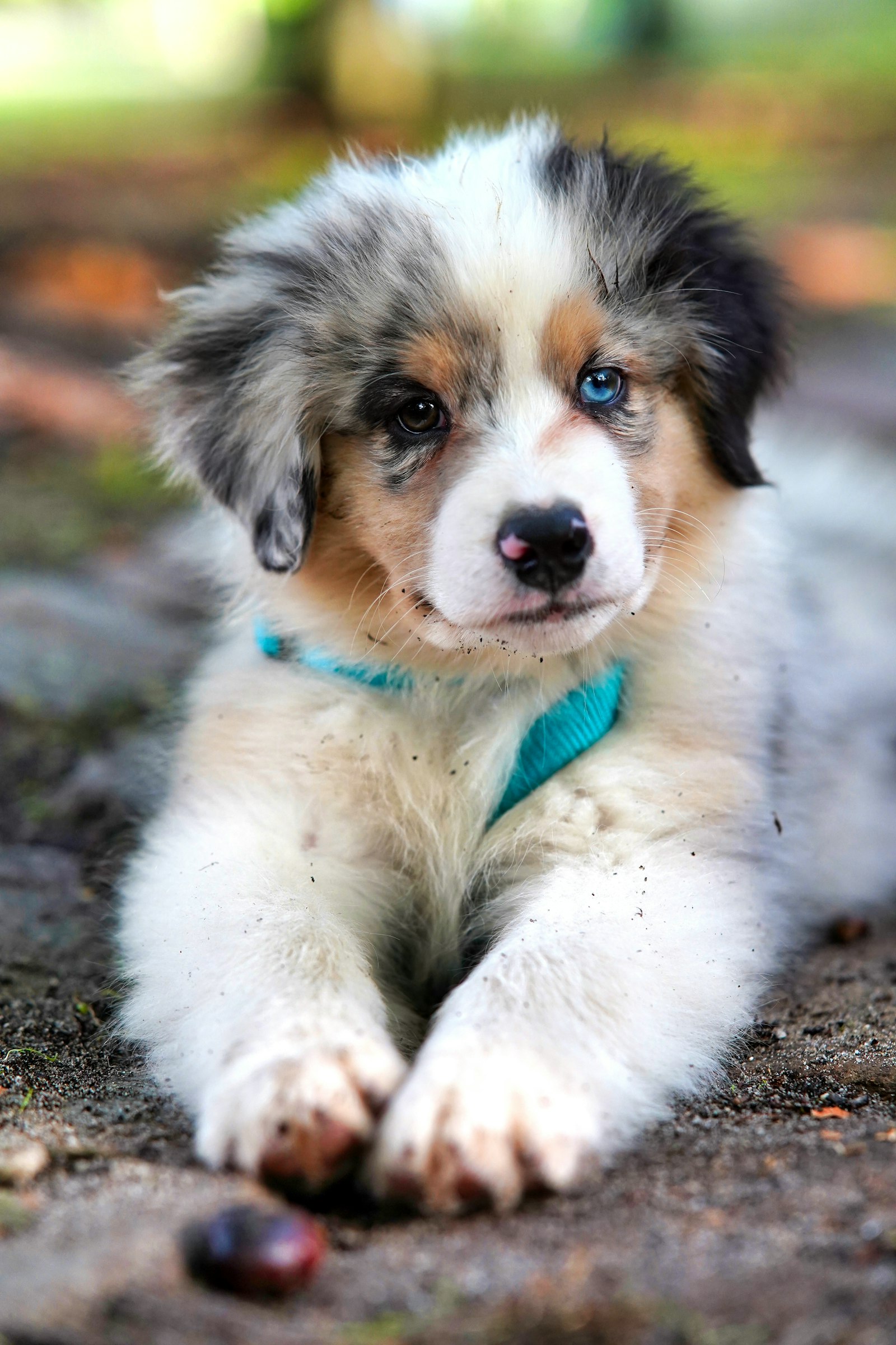 A puppy ready for travel